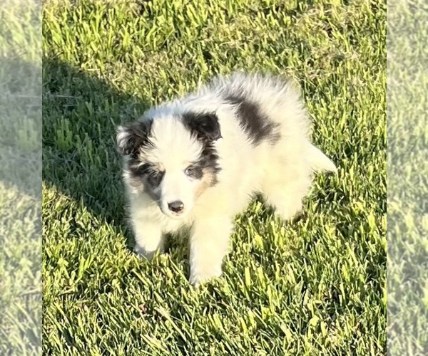 Medium Photo #17 Shetland Sheepdog Puppy For Sale in FORT MORGAN, CO, USA