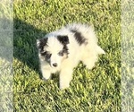 Small #16 Shetland Sheepdog