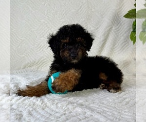 Cock-A-Poo Puppy for sale in GREENFIELD, IN, USA