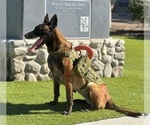 Small Photo #2 Belgian Malinois Puppy For Sale in ONTARIO, CA, USA