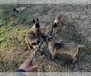 Belgian Malinois Puppy for sale in GREENVILLE, NC, USA