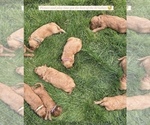 Small #9 Goldendoodle (Miniature)