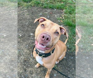American Pit Bull Terrier-Unknown Mix Dogs for adoption in Brewster, NY, USA