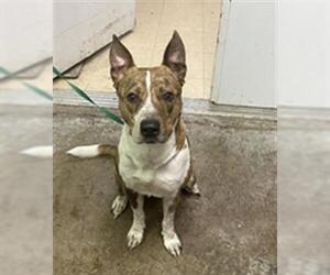 Catahoula Leopard Dog-Unknown Mix Dogs for adoption in San Andreas, CA, USA