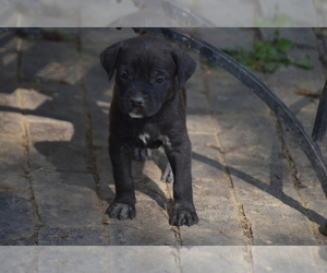 Cane Corso Puppy for sale in BIRMINGHAM, AL, USA
