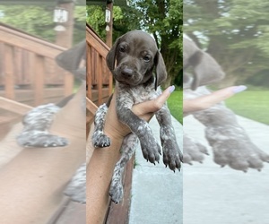 German Shorthaired Pointer Puppy for sale in ALGONAC, MI, USA