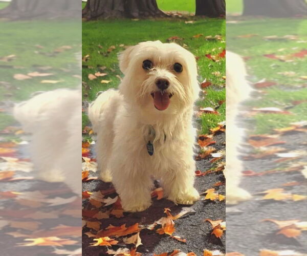 Medium Photo #4 Maltese Puppy For Sale in Plantation, FL, USA