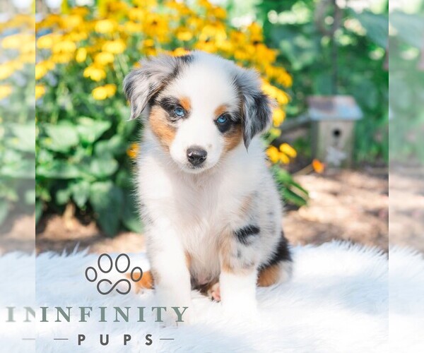 Medium Photo #4 Miniature Australian Shepherd Puppy For Sale in REBERSBURG, PA, USA