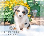 Small #3 Miniature Australian Shepherd