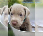 Small Photo #19 Labrador Retriever Puppy For Sale in HARLEM, GA, USA