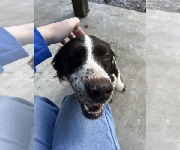 Medium Photo #2 Brittany Puppy For Sale in Curwensville, PA, USA