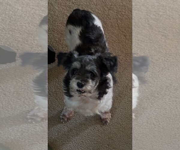 Medium Photo #5 Shih Tzu-Unknown Mix Puppy For Sale in Hedgesville, WV, USA