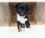 Puppy Rika Australian Shepherd