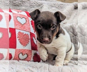 Jack Russell Terrier Puppy for sale in TOPSFIELD, MA, USA