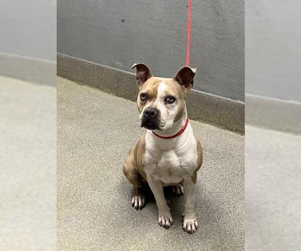 Medium Photo #1 Mutt Puppy For Sale in Las Vegas, NV, USA