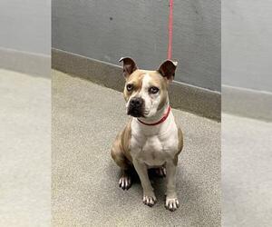 Mutt Dogs for adoption in Las Vegas, NV, USA