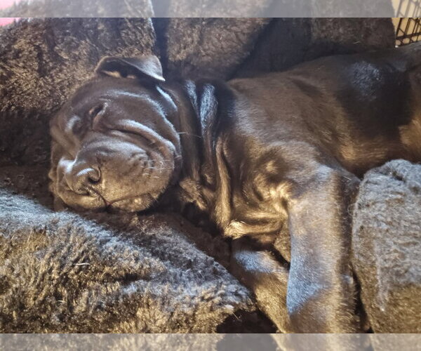 Medium Photo #3 Mutt Puppy For Sale in Poplar Bluff, MO, USA