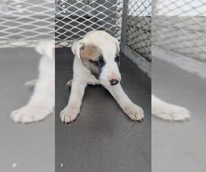 Mutt Dogs for adoption in Bakersfield, CA, USA