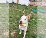 Small #5 American Pit Bull Terrier Mix
