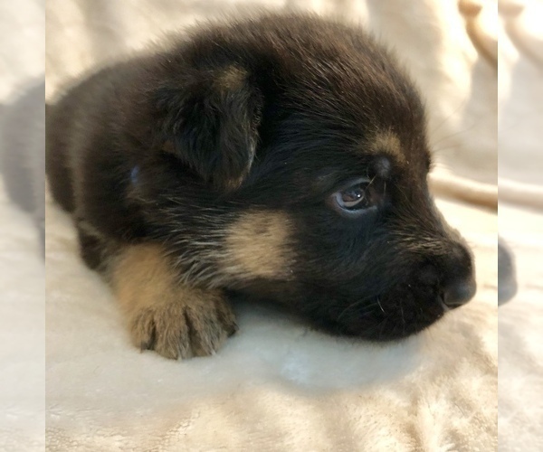 Medium Photo #17 German Shepherd Dog Puppy For Sale in HAMILTON, NJ, USA