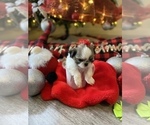 Small Photo #4 Shih Tzu Puppy For Sale in NAPLES, FL, USA
