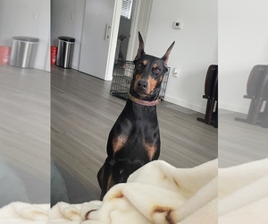 Doberman Pinscher Puppy for sale in ALAFAYA, FL, USA