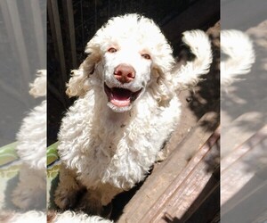 Poodle (Standard) Puppy for sale in MARION, TX, USA