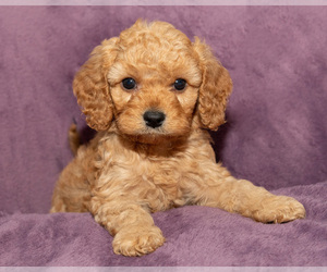 Golden Cavadoodle Puppy for sale in SAINT MARYS, KS, USA