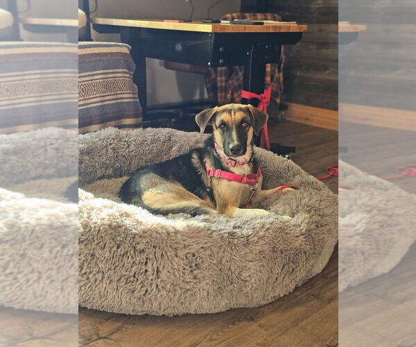 Medium Photo #1 Anatolian Shepherd-Great Pyrenees Mix Puppy For Sale in W Hollywood, CA, USA