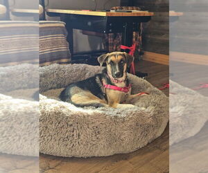Anatolian Shepherd-Great Pyrenees Mix Dogs for adoption in W Hollywood, CA, USA