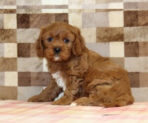 Cavapoo (Miniature) Puppy for sale in DENVER, PA, USA