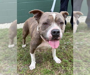 Mutt Dogs for adoption in Naples, FL, USA