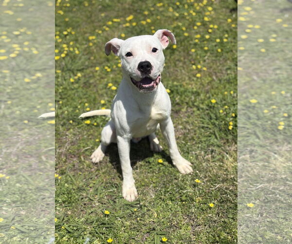 Medium Photo #2 American Pit Bull Terrier-Unknown Mix Puppy For Sale in Virginia Beach, VA, USA