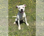 Small #1 American Pit Bull Terrier Mix