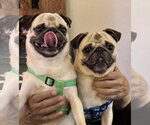 Small Photo #2 Pug Puppy For Sale in Elizabeth City, NC, USA