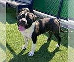 Small Bulldog-Staffordshire Bull Terrier Mix