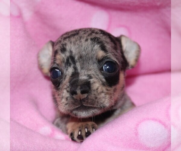 Medium Photo #1 Chihuahua Puppy For Sale in CHARLESTON, AR, USA