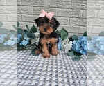 Small #2 Yorkshire Terrier