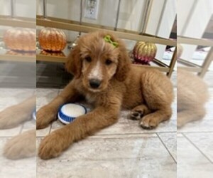 Goldendoodle Dog for Adoption in DOWNEY, California USA