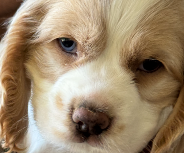 Medium Photo #13 Cocker Spaniel Puppy For Sale in WEST PALM BEACH, FL, USA