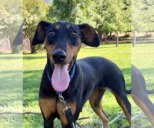 Doberman Pinscher-Unknown Mix Dogs for adoption in Pittsburg, CA, USA