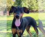 Small Doberman Pinscher Mix