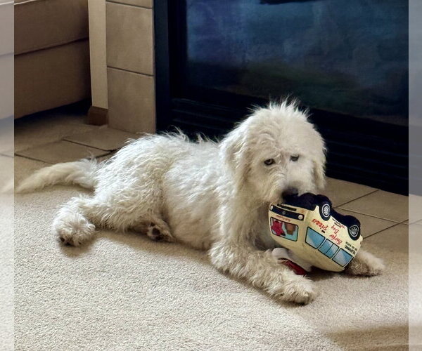 Medium Photo #3 Poodle (Standard)-Unknown Mix Puppy For Sale in Plainfield, IL, USA