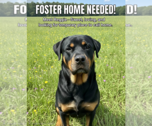 Reggie - Male Rottweiler Dog for Adoption - Photo #2