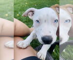 Small #1 Mutt