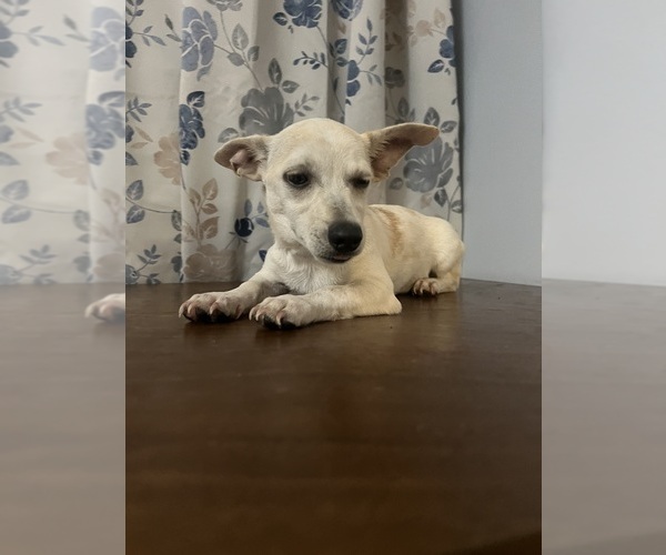Medium Photo #30 Chihuahua Puppy For Sale in DURHAM, CT, USA