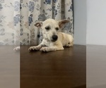 Small #29 Chihuahua
