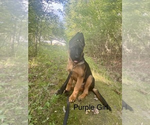 German Shepherd Dog Puppy for sale in DIGHTON, MA, USA