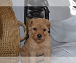 Puppy Granger Cavapoo (Miniature)-Poodle (Toy) Mix