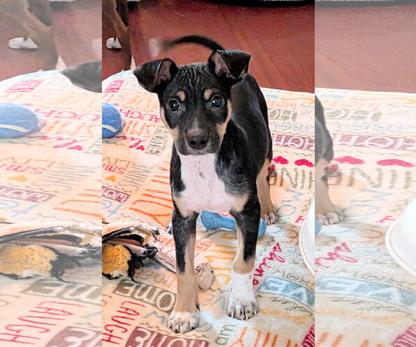 Medium Photo #3 Rat Terrier-Unknown Mix Puppy For Sale in Mount Laurel, NJ, USA